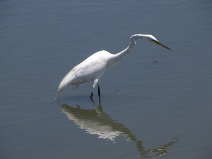 Egret