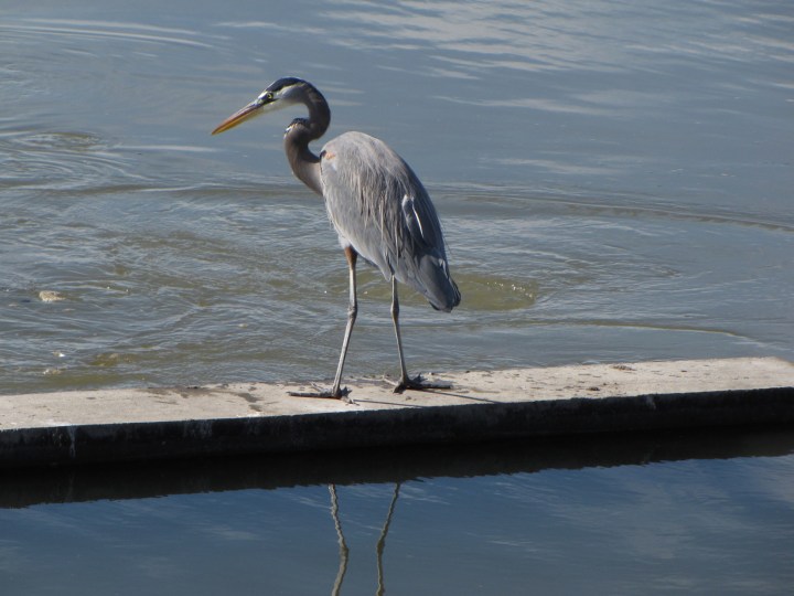 great-blue-heron