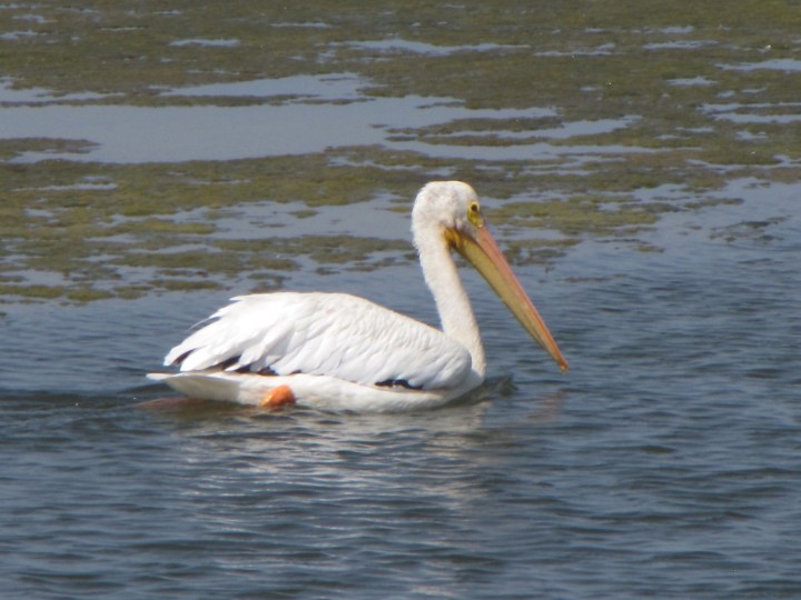 white pelican