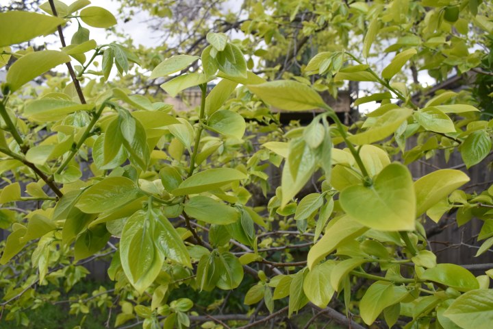 persimmon- blooming