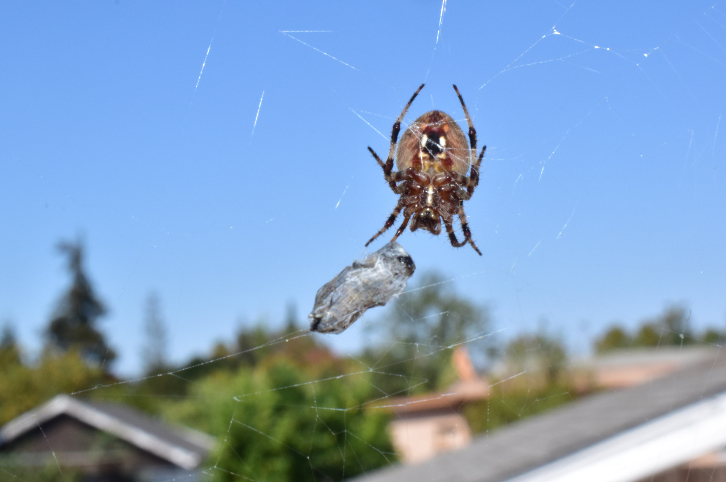 Prede Spider The Spider & Prey – Our Lives Our Photographs